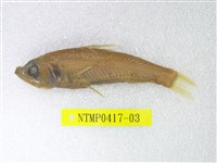 藏品(短鰭新燈籠魚)的圖片